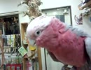 モモイロインコすりすりカキカキ