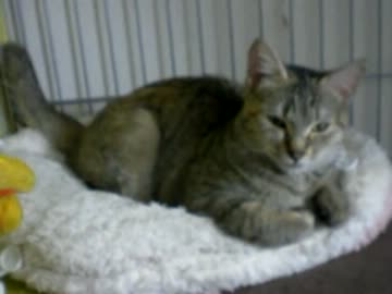 拾いねこ＠生後290/257part2　ふたりの寝姿に負けてうｐ