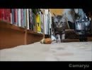 猫の1人運動会　～しじみ♀編～