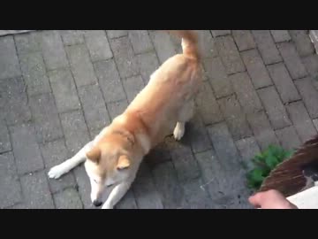 「ご飯」の単語に敏感に反応する柴犬