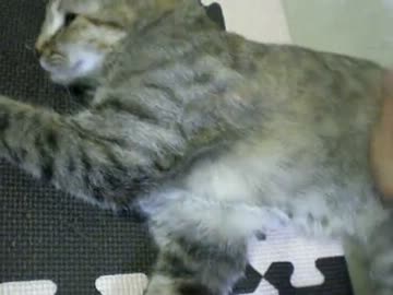 拾いねこ＠生後291/258　家に帰ると必ず癒しが待っている素晴らしさ