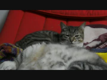 ぬこをひろってきました・番外編10