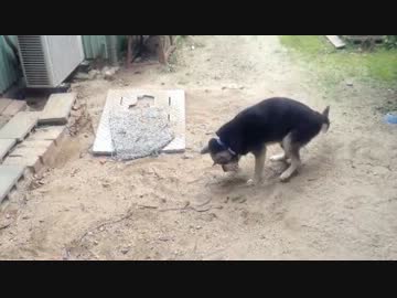 隠れて庭で粗相しようとするもバレて必死で隠す飼い犬クロ（画質軽減）