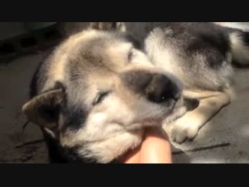 飼い主が掻いたら自分で掻いてるつもりになる飼い犬のクロ（画質軽減）