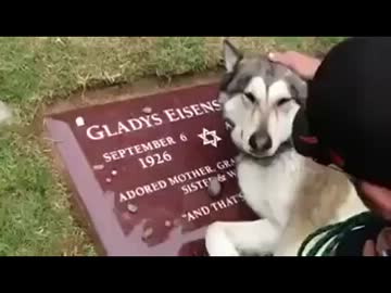 ご主人様が死んで号泣する犬