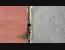 猫の喧嘩