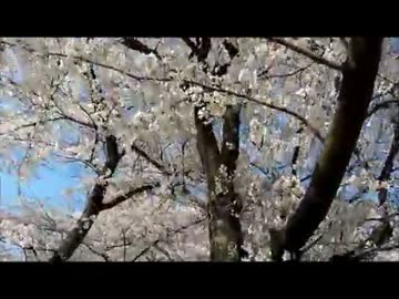 山形市霞城公園の桜１.wmv