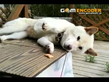 おやつアリとナシのやる気の違いを真似てみた