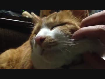 むにむにがらちゃん.MOV