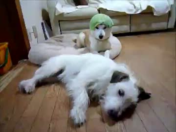 キャベツを食べる犬