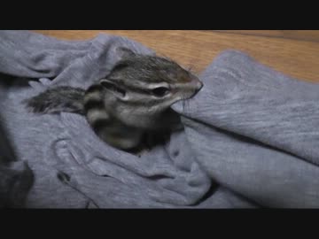 どう見ても無理だけどがんばってるシマリスさん