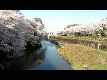 霞城公園大手門の桜.wmv