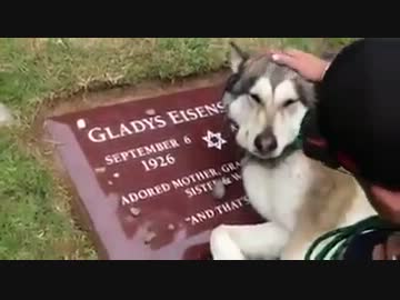飼い主が亡くなって墓の前で泣く犬　【海外で話題】