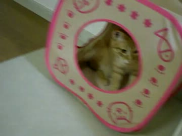 拾いねこ＠生後293/260　明日14時から生放送する予定です。