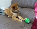 うちの柴犬がおもちゃを鳴らせない件