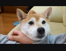 柴犬いちごのまんまる顔