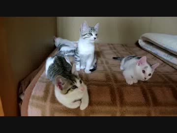 考えてもみるがいい。我々が毛玉様にお送りしたカリカリ資源の量を。