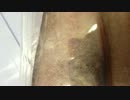 魚のパックに寄生虫