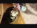 投げたおもちゃを持ってくるねこ