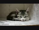 眠れない。そんな貴女のために