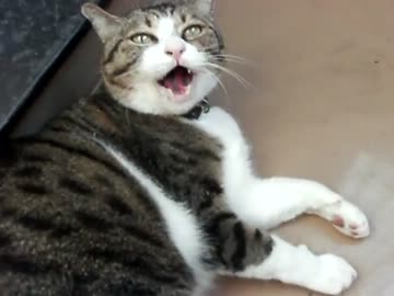 まだ散歩したくてベランダでごねる猫