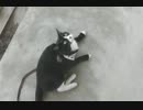 初めてお散歩に出かける猫【その２】