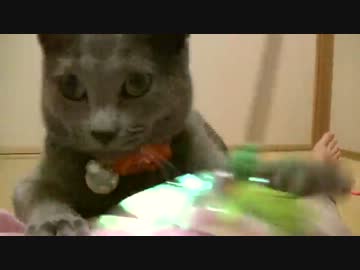 女体をマットにして激しく遊ぶ猫　モイコちゃん