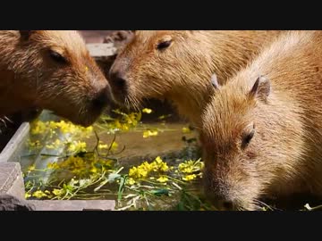 埼玉カピバラ温泉最終日 菜の花湯で朝風呂...のはずが