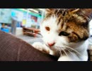 ぬこが擦り寄ってきまして
