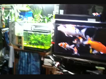 我が家の水槽部屋