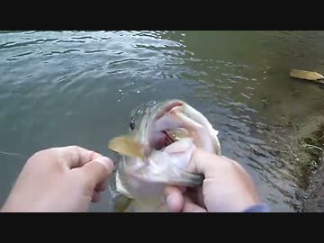 【ニコニコバス釣りダービー】　50up狙いに遠征！　釣ります！！