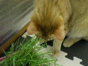 拾いねこ＠生後295/262　猫草はいいけど土こぼすな(´･ω･｀)