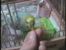 みかんが好物のインコ