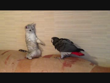 ネコと鳥がじゃれあっているだけ