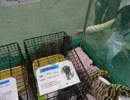 超会議2ねこだけ追加