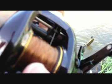 成長しない釣行記13　【ニコニコ巨大魚釣りダービー】大陸からきた…