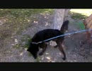 砂をかけるのが下手すぎる犬