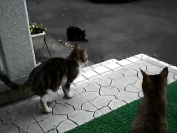 【従業猫】あいさつのニャー