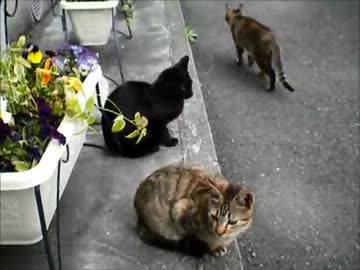 【従業猫】昼休みのおやつください