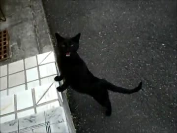 【従業猫】ちょうだい！ちょうだい！