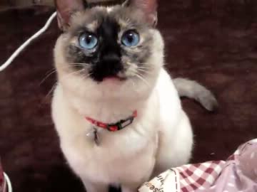 にゃーと鳴かない猫