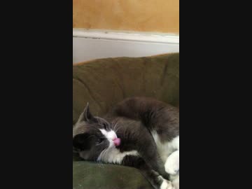 おもちゃを動かすと「てヘぺろ」する猫