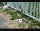 公園の柵から生えてくる猫