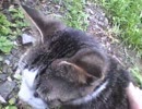 鳩みたいな声の猫