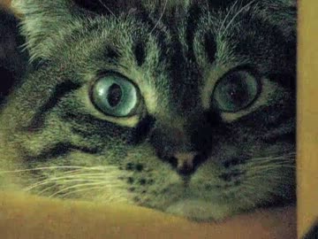 ジャンくんの自由行動　0:35にまつげの面白顔、1:12に身体にネコの顔が