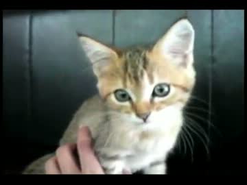 実家に帰ったら子猫がいた