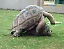 カメさんの秘密