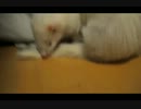 いちごといぶの日常AV（アニマルビデオ）