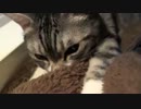 こねこねにゃーにゃー