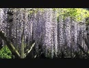 亀戸天神社 藤まつり